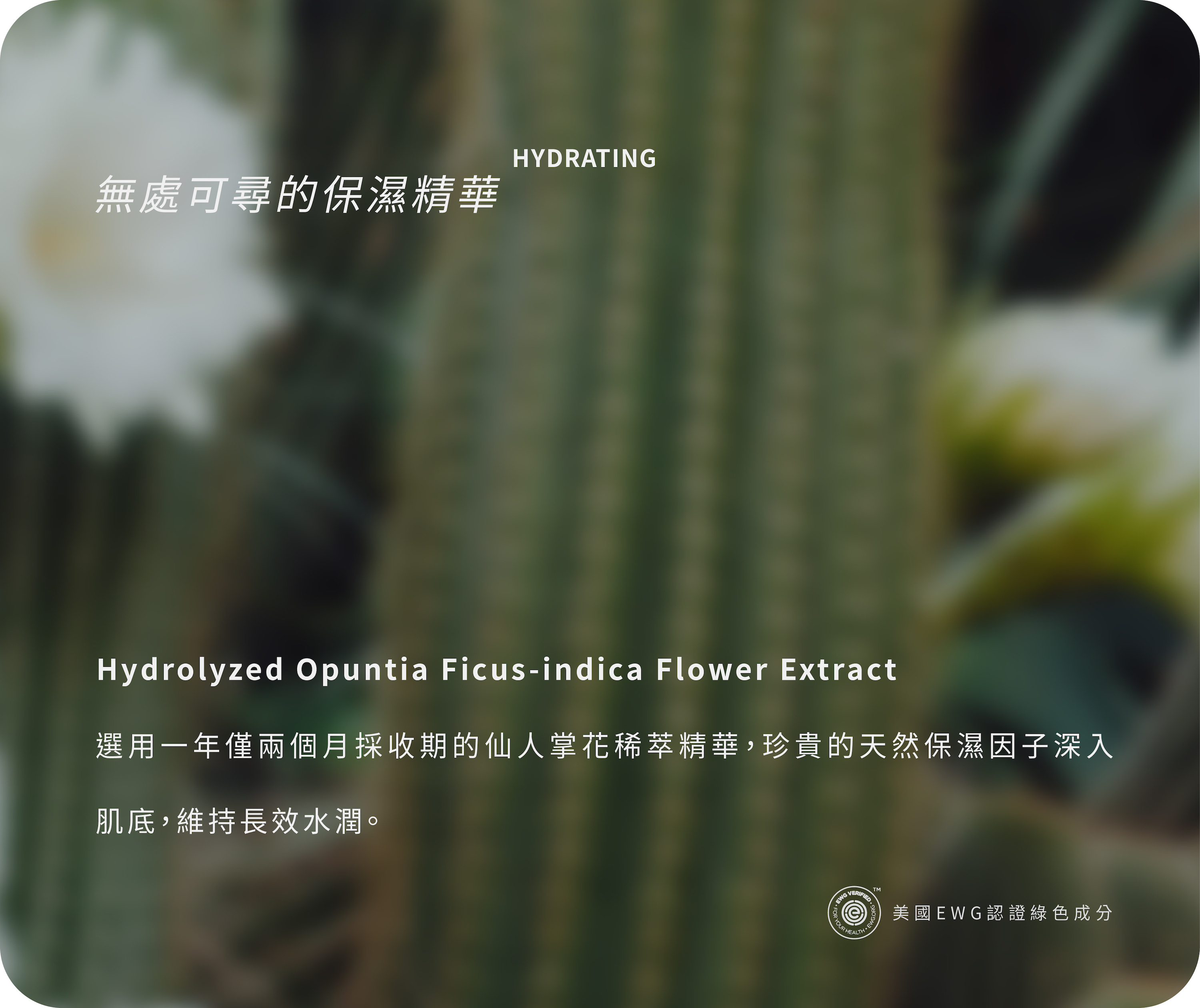 仙人掌花萃取
