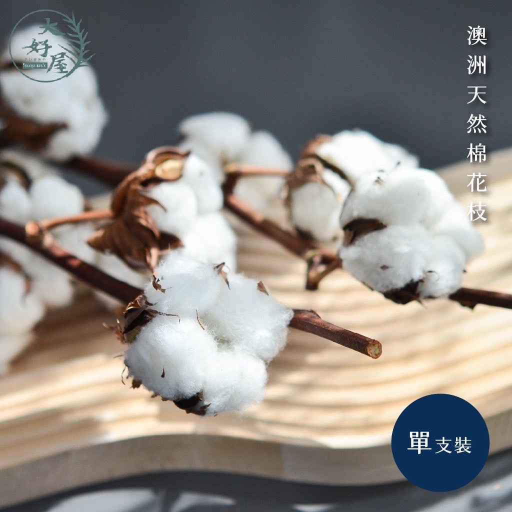 澳洲天然棉花枝