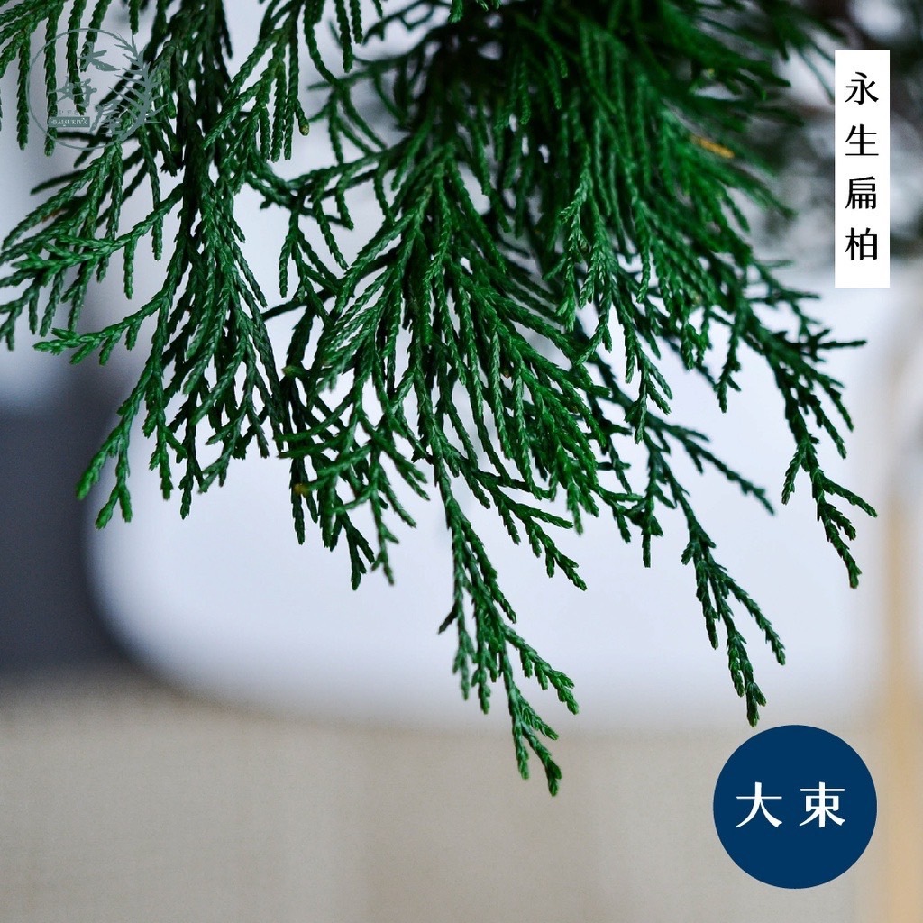 永生扁柏【大束裝】(鹿角松)
