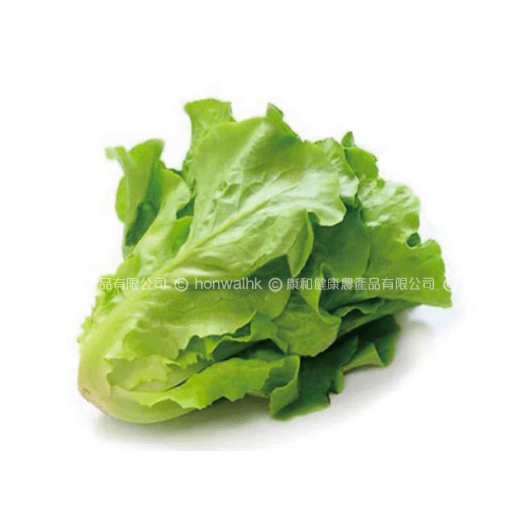 本地意大利生菜