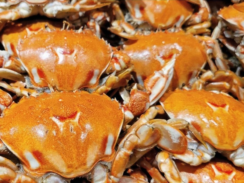 【台中潮港城】太陽百匯平日自助午/晚餐吃到飽- 鮮甜細緻 — 牛蹄蟹