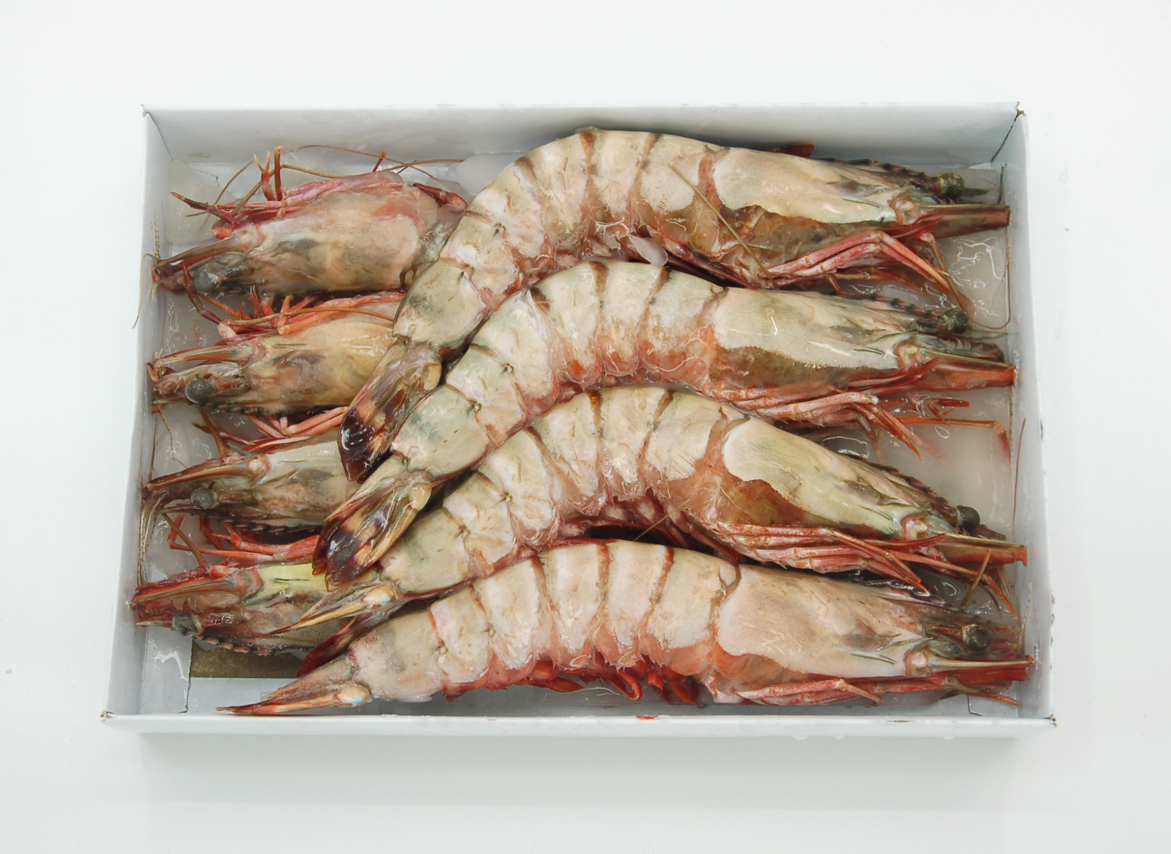 越南海虎蝦[8頭] 1kg/盒