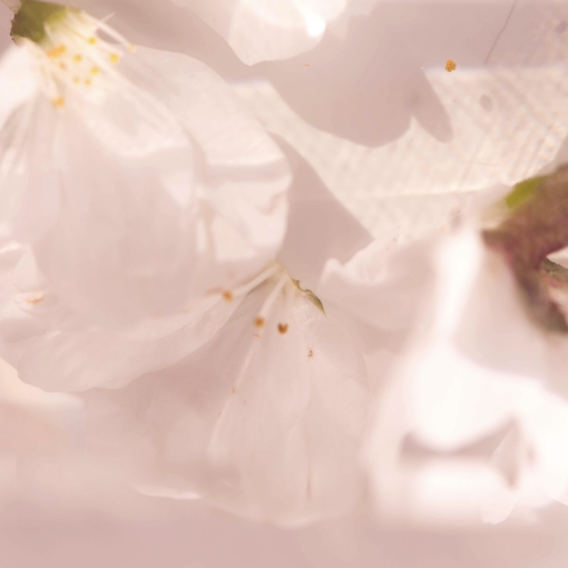 [限定] SHIRO SAKURA219 Hand Serum 2024櫻花香氣護手精華 55g