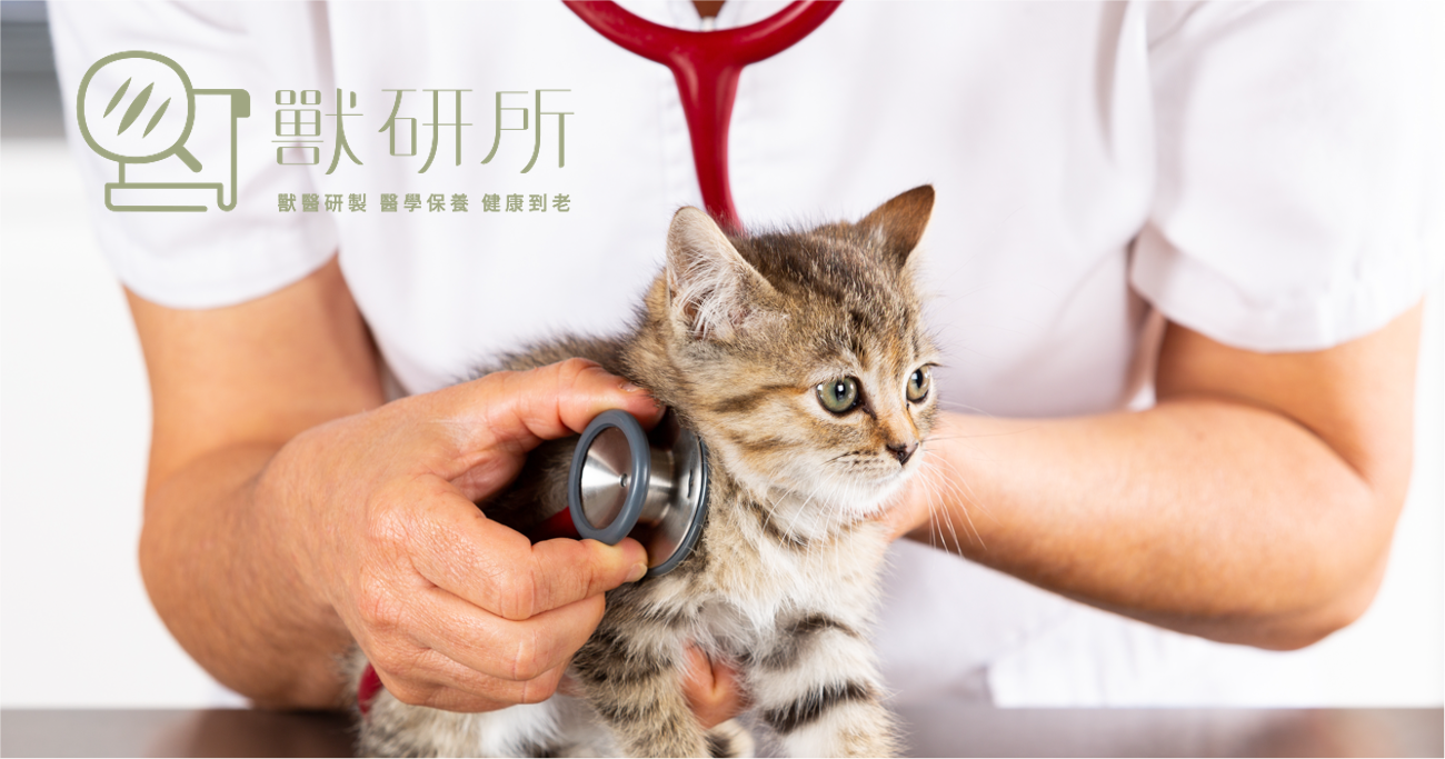 kitten-health-check
