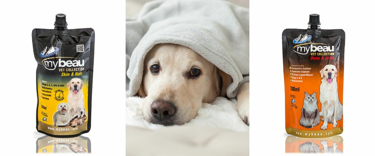 寵物護理 冬天給狗狗適時補充營養保健品