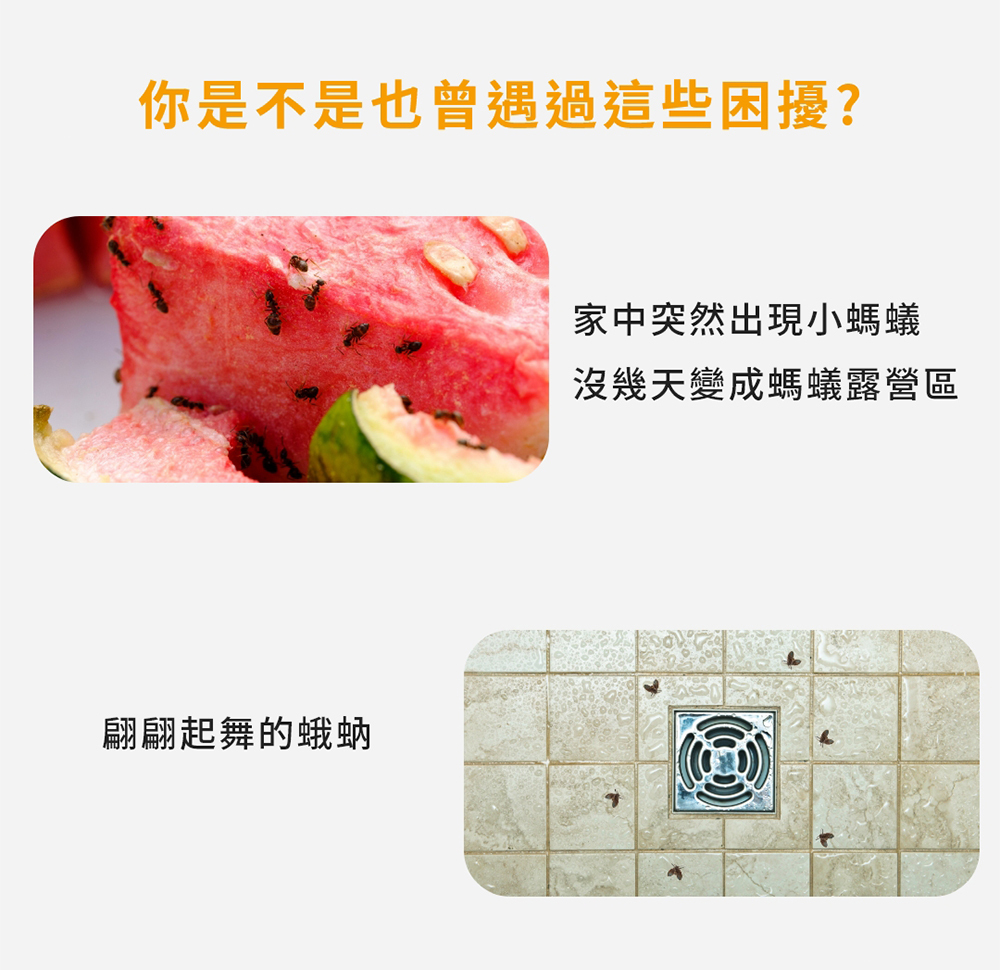 家裡地板很常有螞蟻嗎