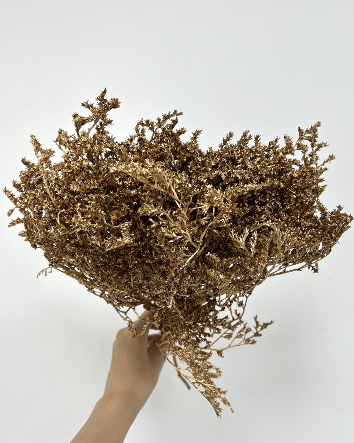 染金雪花草 (把)