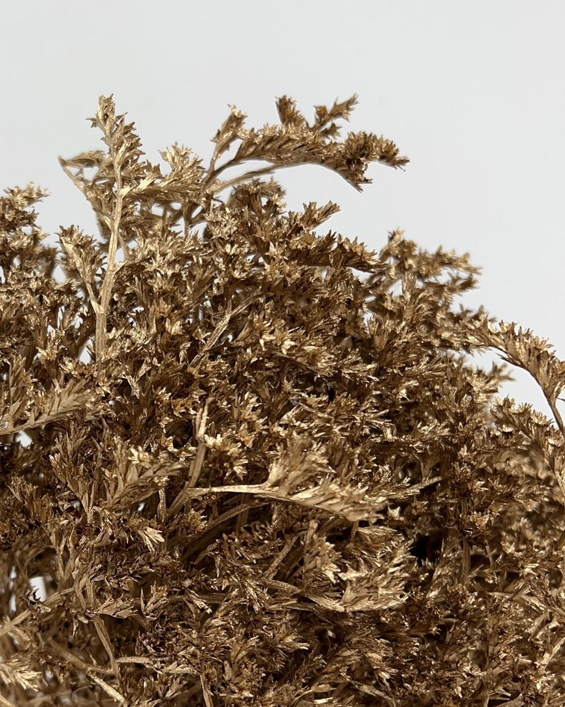 染金雪花草 (把)