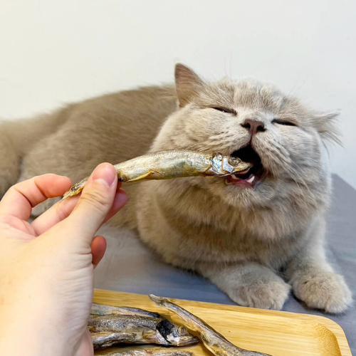 長靴貓｜長靴貓凍乾 天然原肉凍乾家庭號