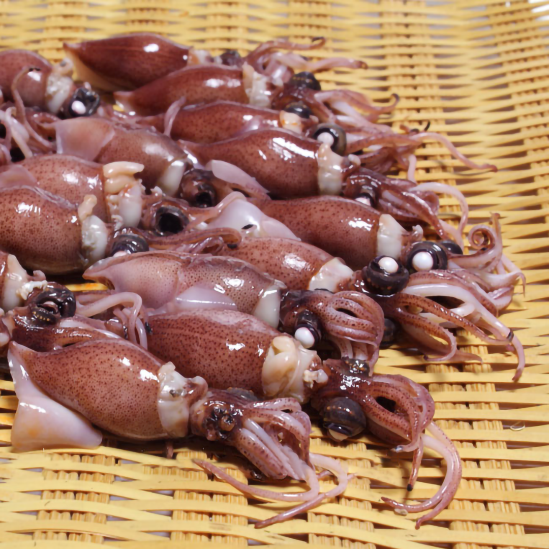 兵庫螢光魷魚（熟） 約300g/盒