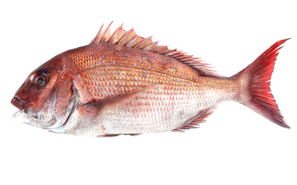 原條鮮魚-真鯛(約1.5-2kg)