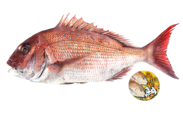 原條鮮魚-蜜柑鯛(約2kg)