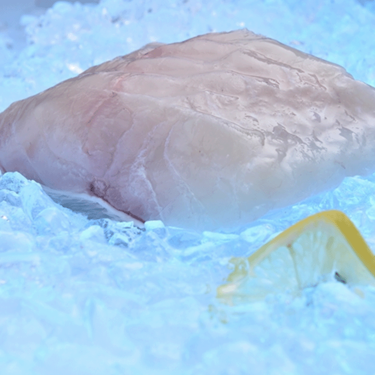 綠洲花尾龍躉魚柳