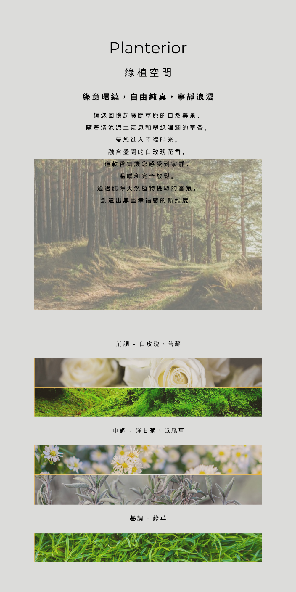 mn formula,前調  - 白玫瑰、苔蘚 中調  - 洋甘菊、鼠尾草 基調  - 綠草