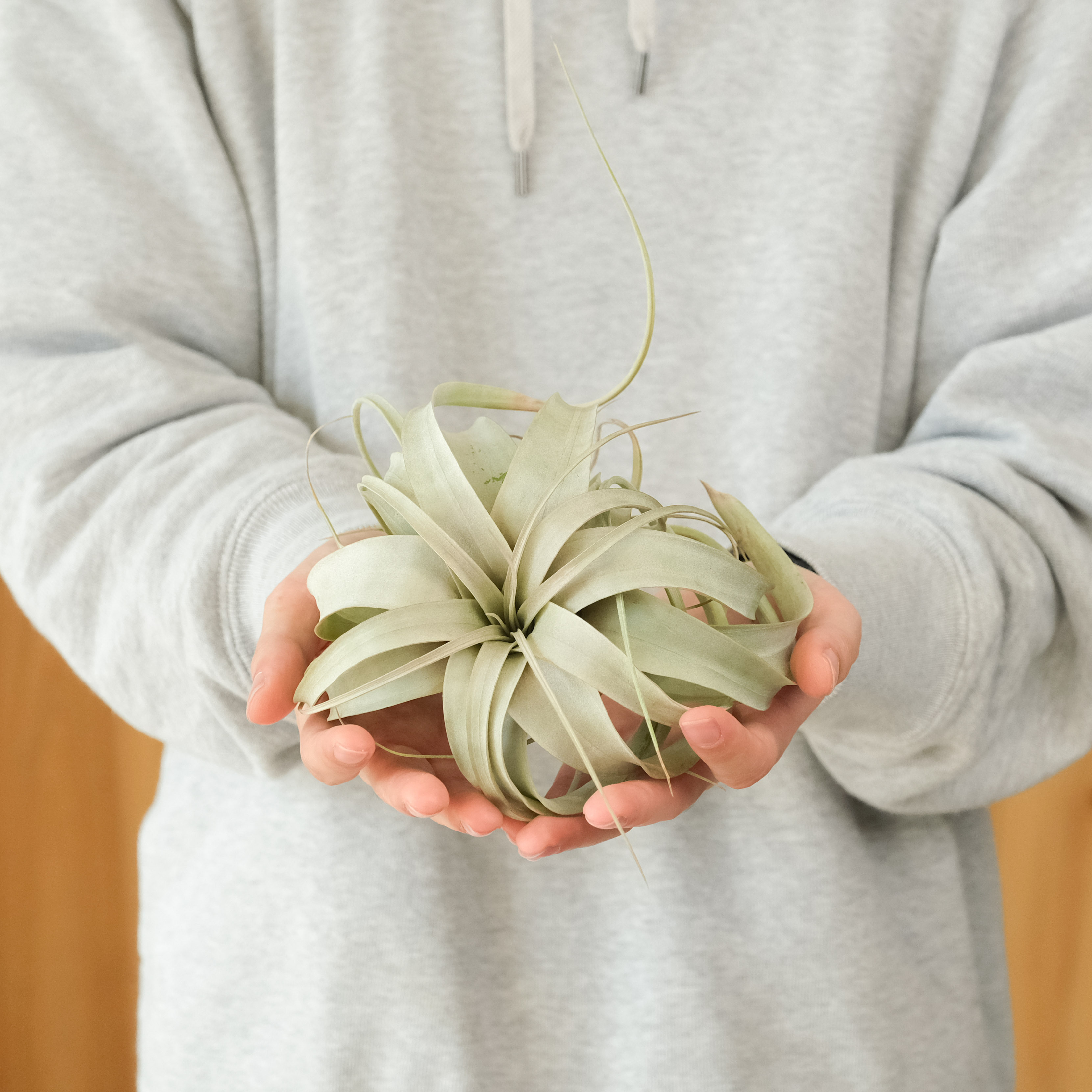 Tillandsia Xerographica 空氣鳳梨霸王鳳