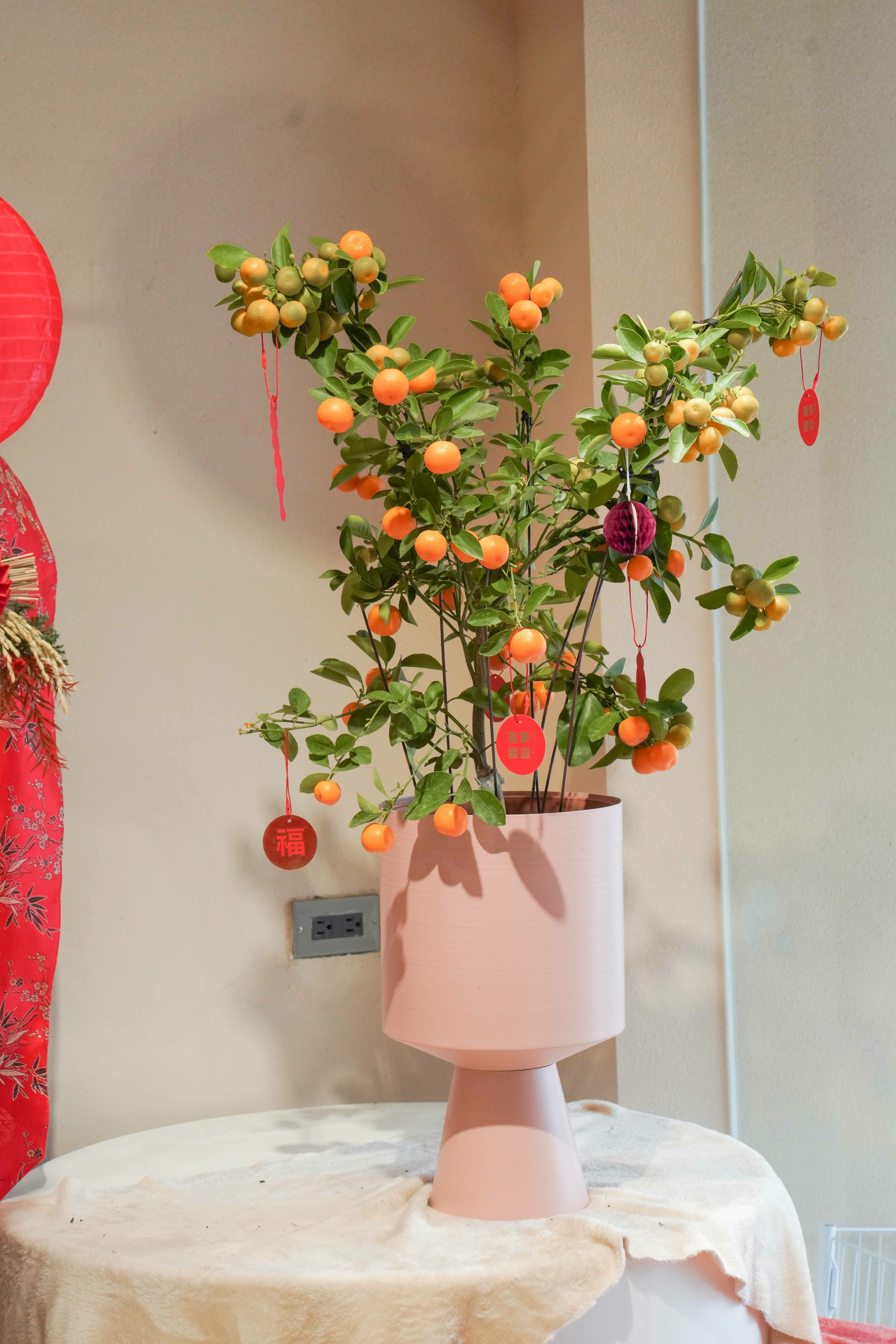 大桔大力 盆栽03