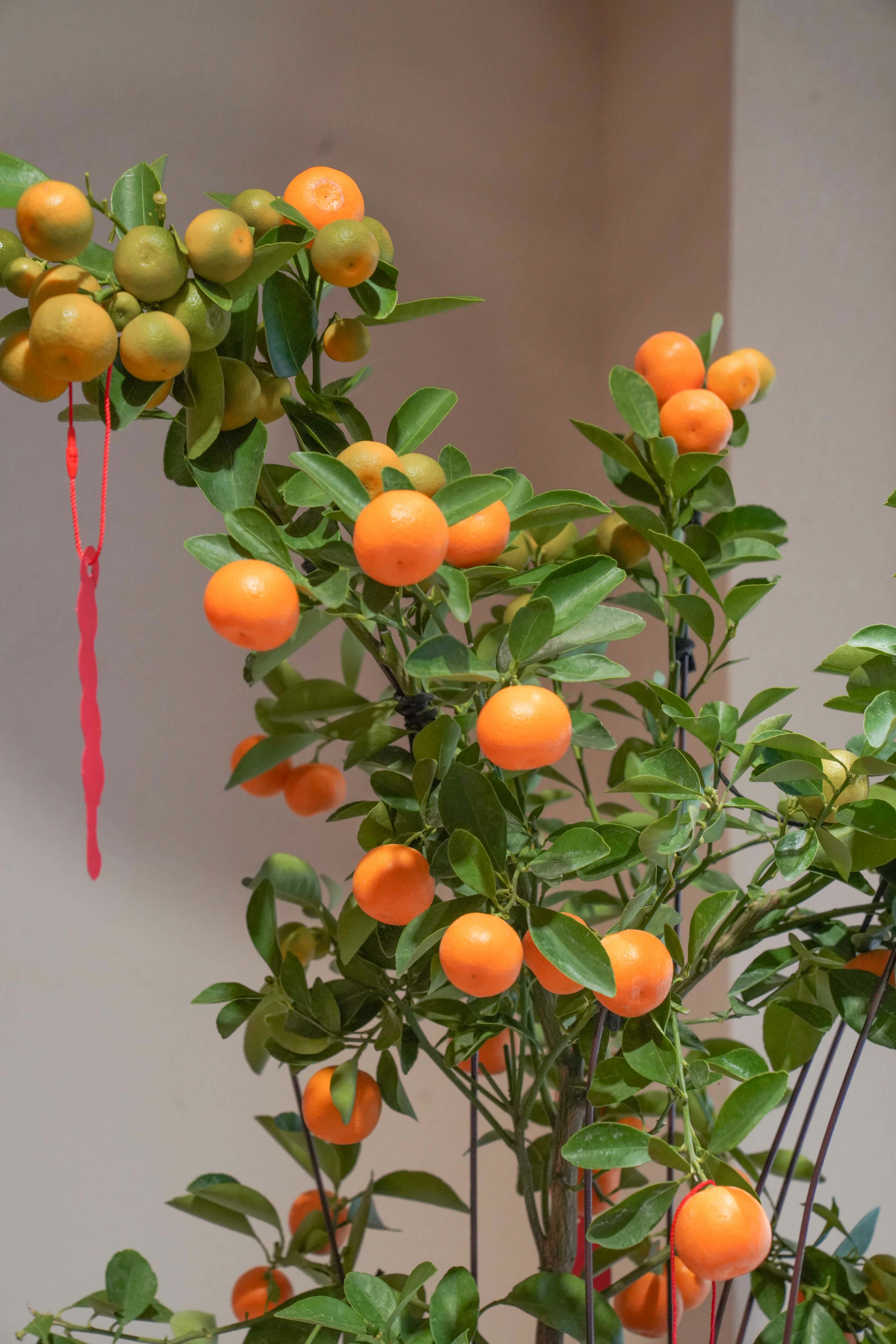 大桔大力 盆栽03