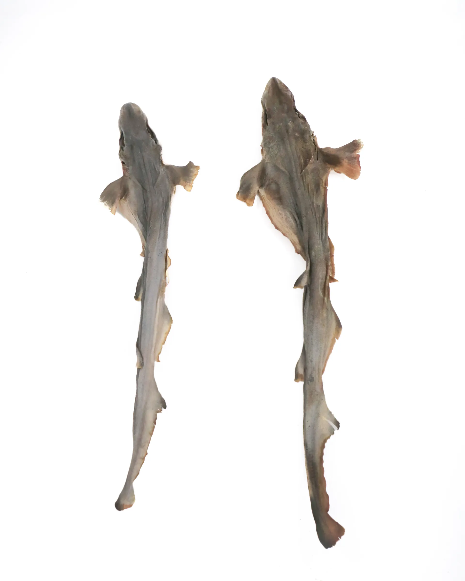 TREAT ME 食癒毛小孩 ｜鯊嘟嘟嘟