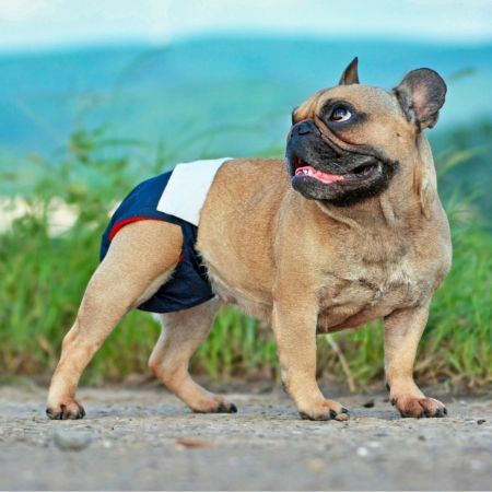 狗狗來月經時可以讓狗狗穿上專屬的犬用生理褲