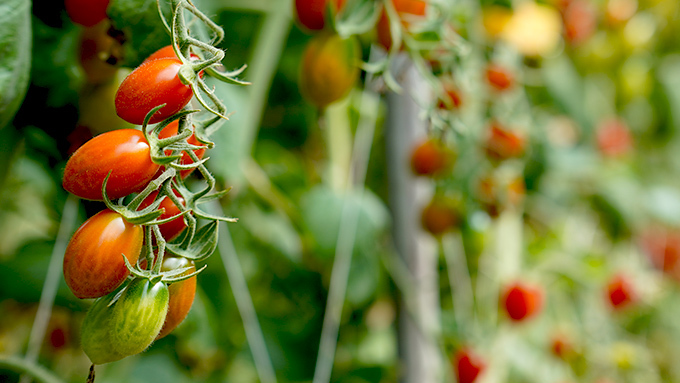 網室栽培小番茄