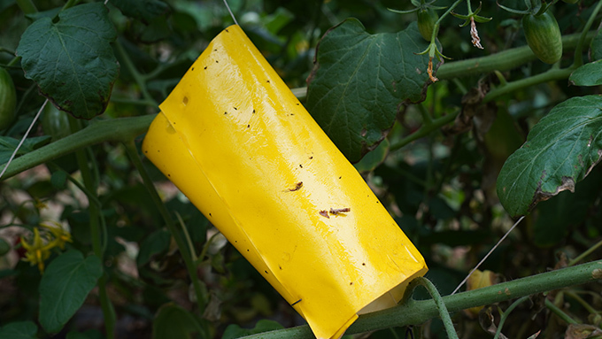 防蟲貼紙保護小番茄