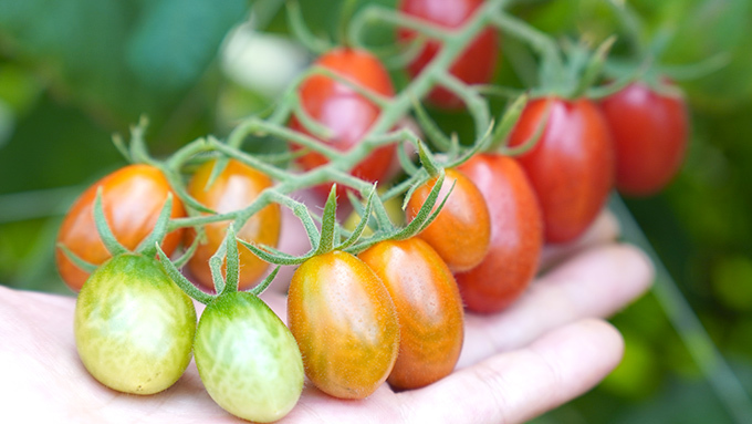 不使用生長激素的小番茄
