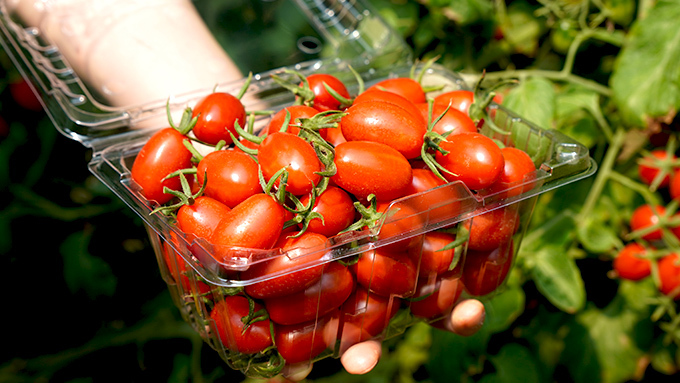 新鮮現採小番茄