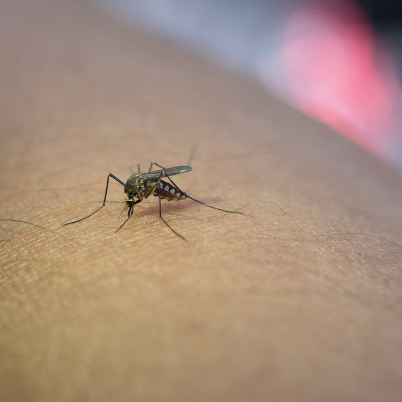 驅蚊的 8 種天然植物與 6 大妙招，讓你不再害怕蚊蟲叮咬！