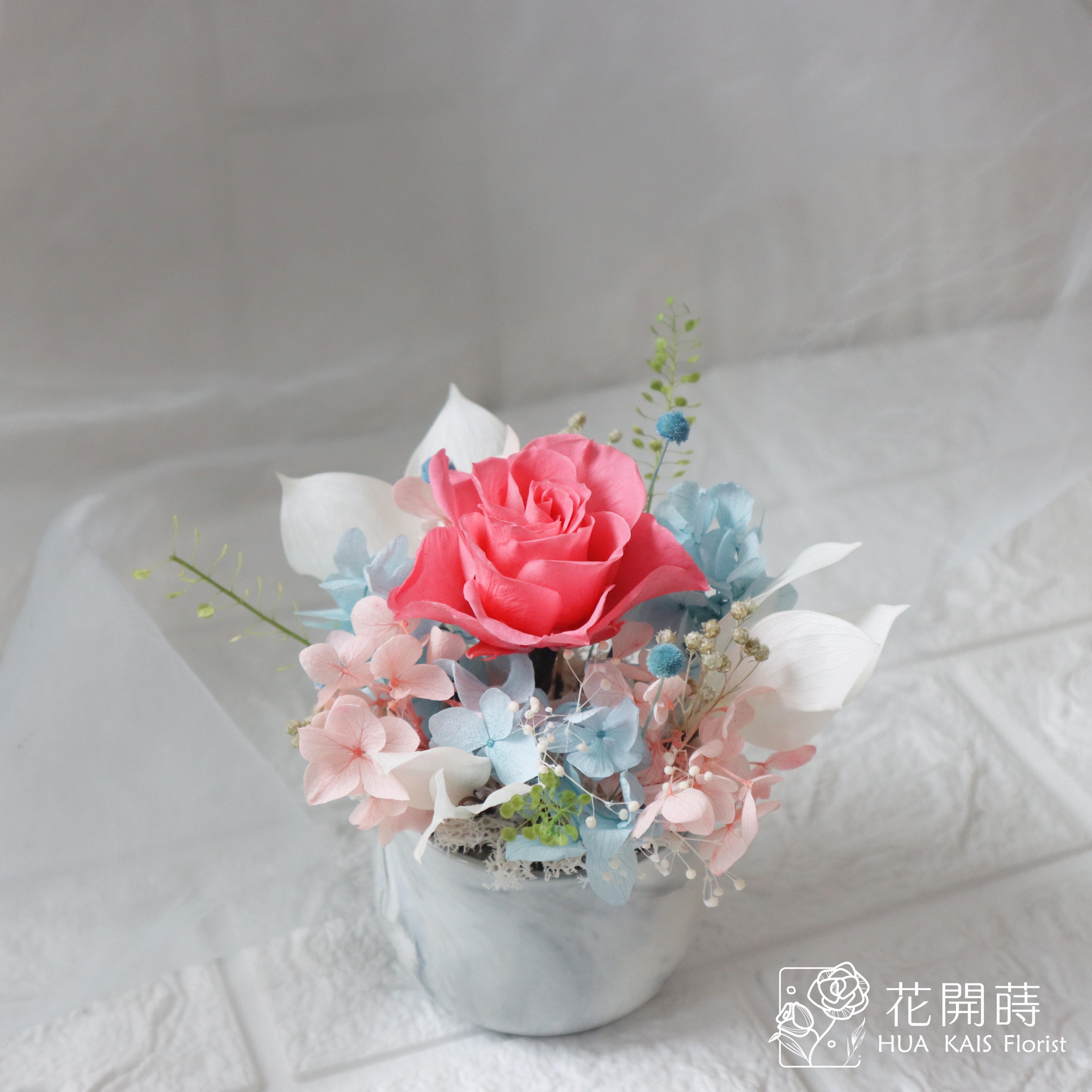 迷你小盆栽|藍粉精靈|永生玫瑰花|辦公室小桌花|永生花禮物