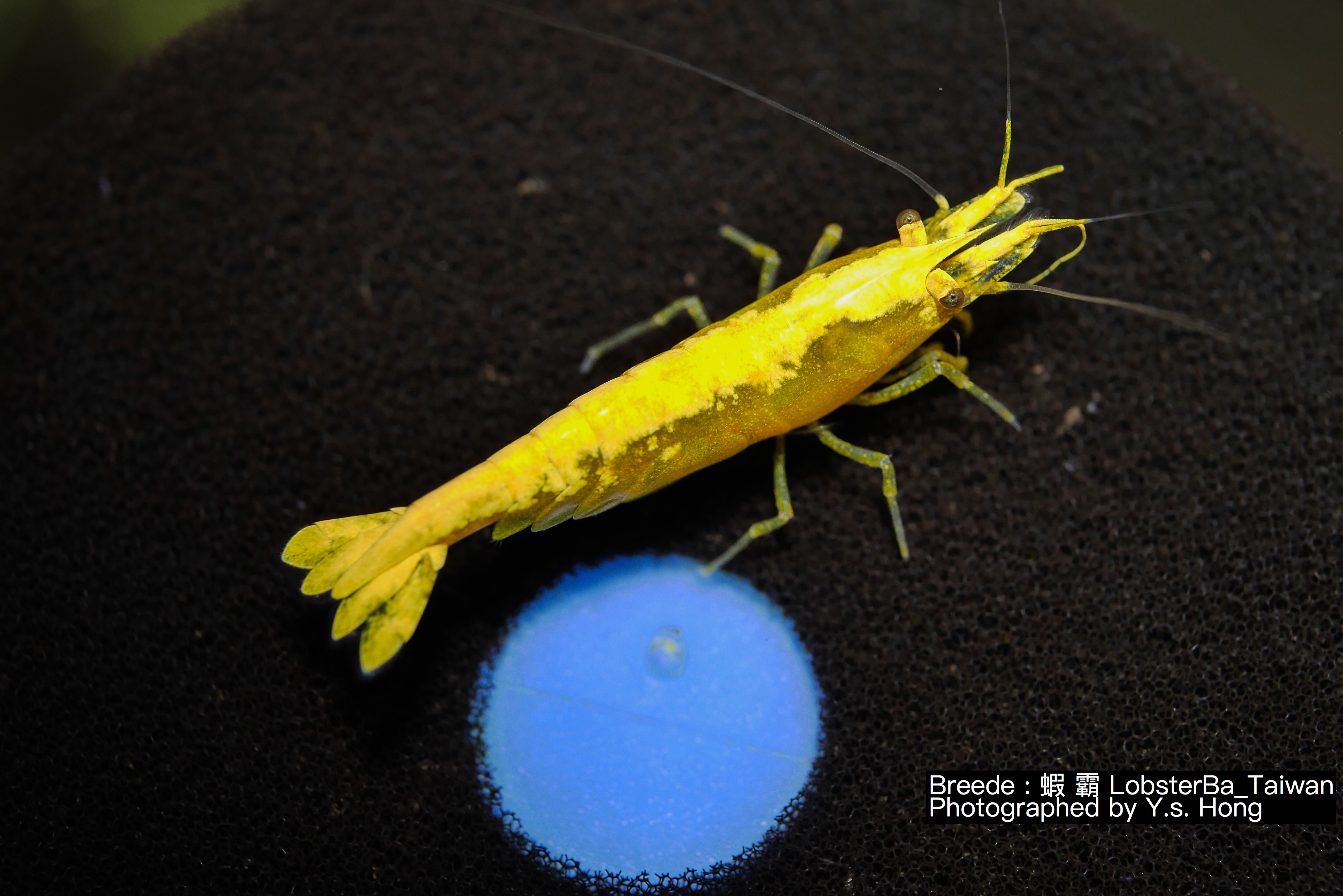 特選 粗金背米蝦 10隻