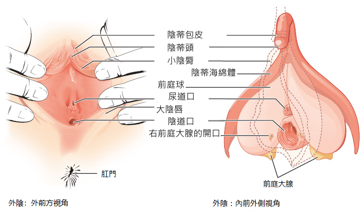 陰蒂高潮技巧通通告訴你！陰蒂高潮的好幫手❤️情趣玩具推薦!