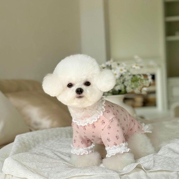 OPAAAP 花雨蕾絲上衣