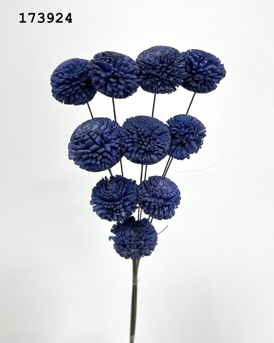 印度乒乓菊(3cm) -173924