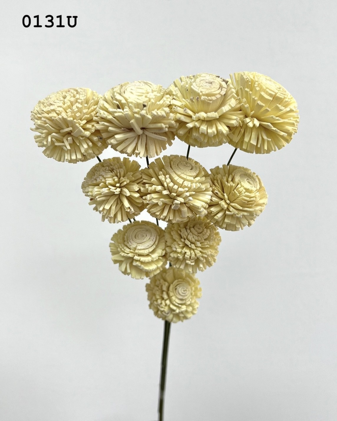 印度乒乓菊(3cm) -0131U