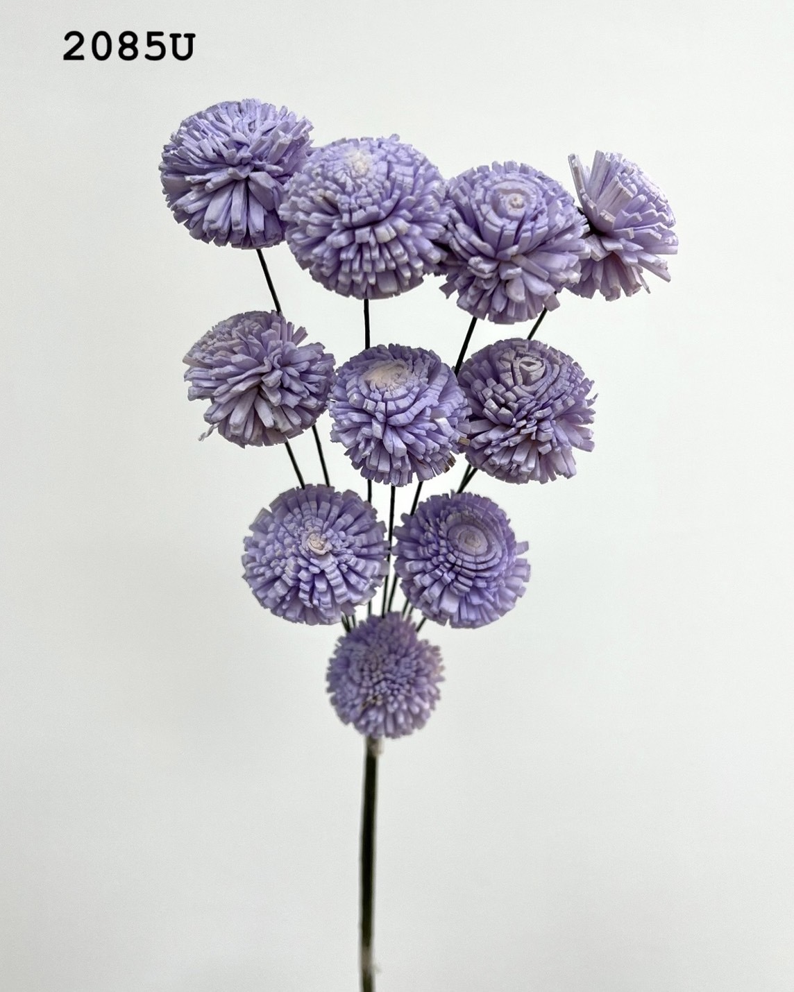 印度乒乓菊(3cm) -2085U