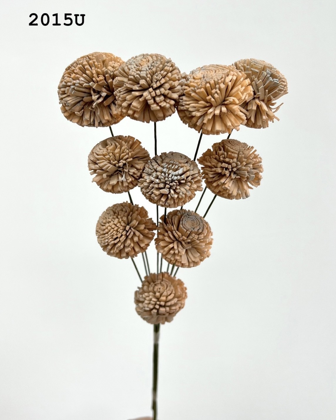 印度乒乓菊(3cm) -2015U