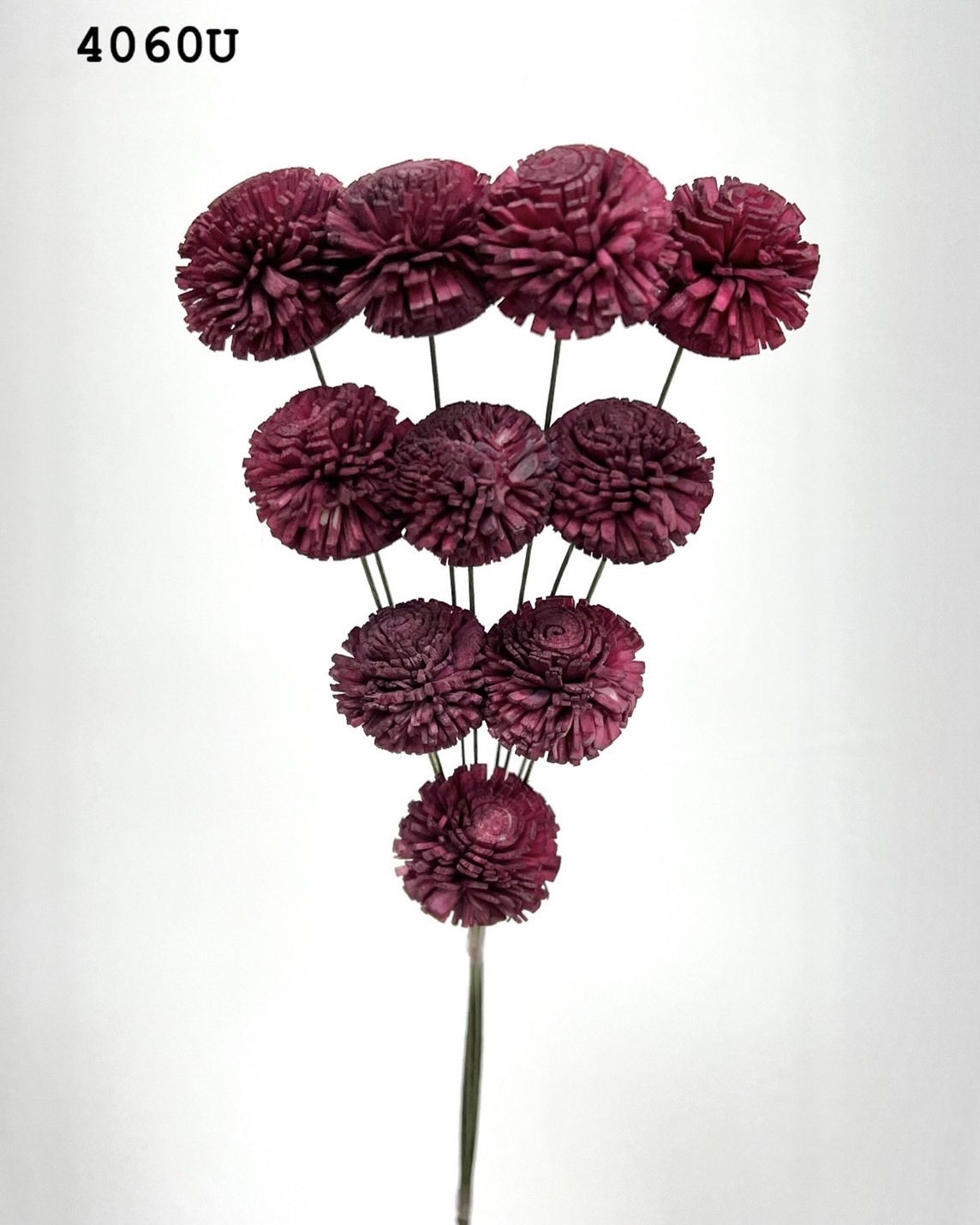 印度乒乓菊(3cm) -4060U