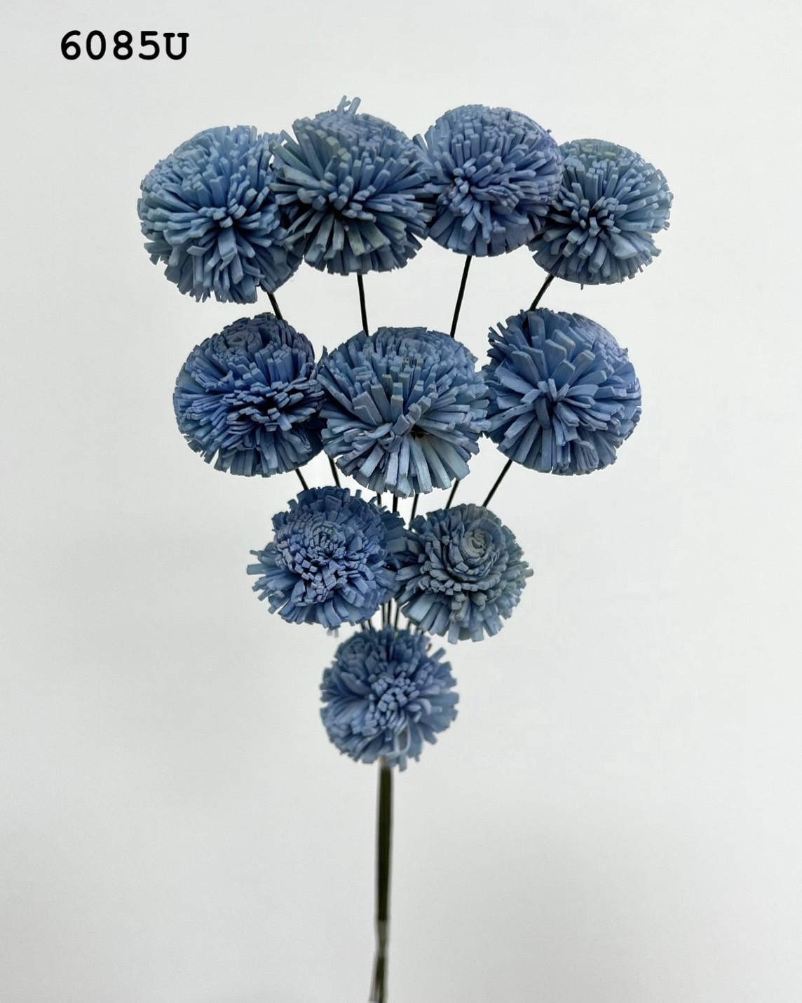 印度乒乓菊(3cm) -6085U