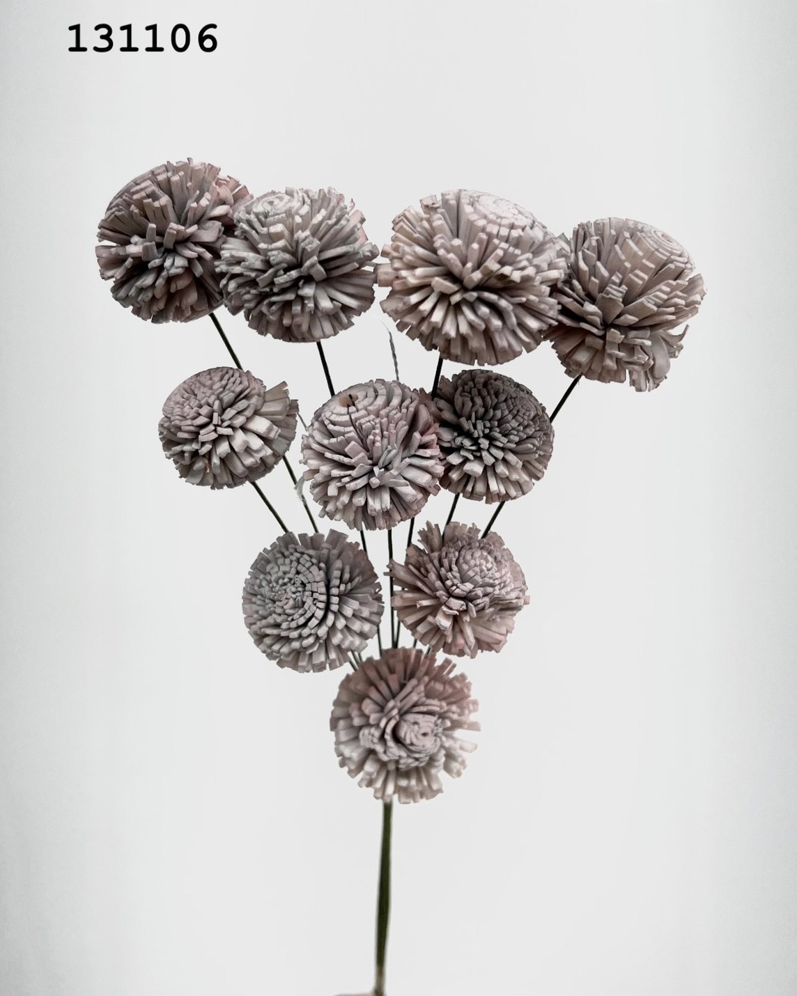 印度乒乓菊(3cm) -131106