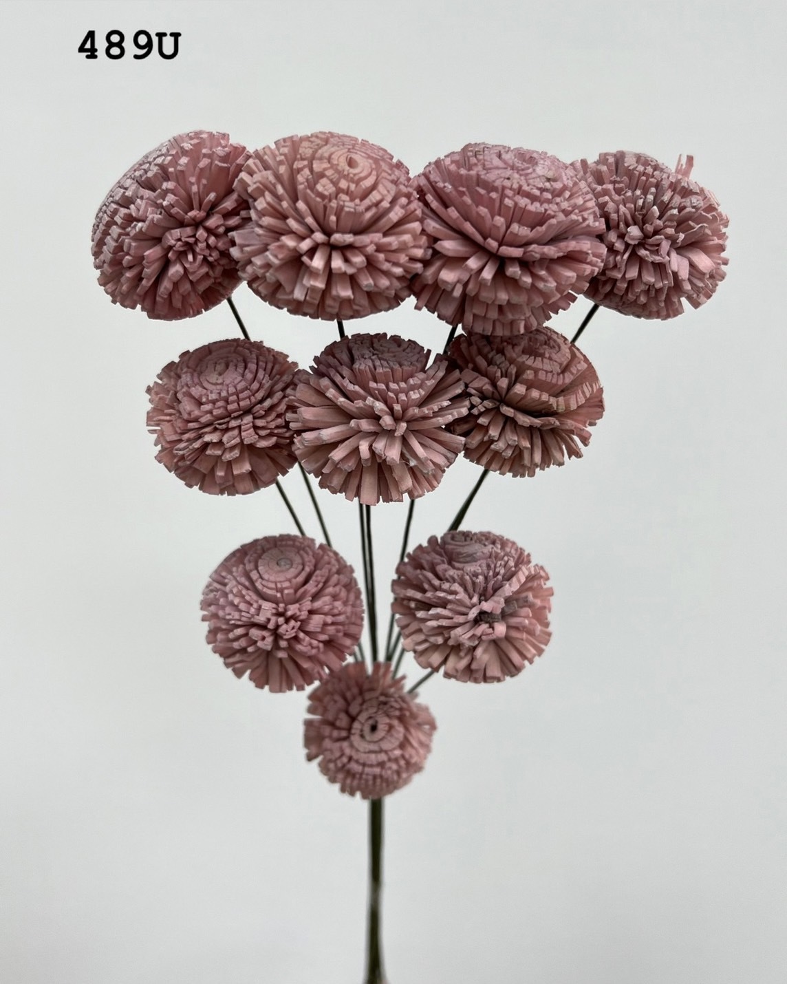 印度乒乓菊(3cm) -489U