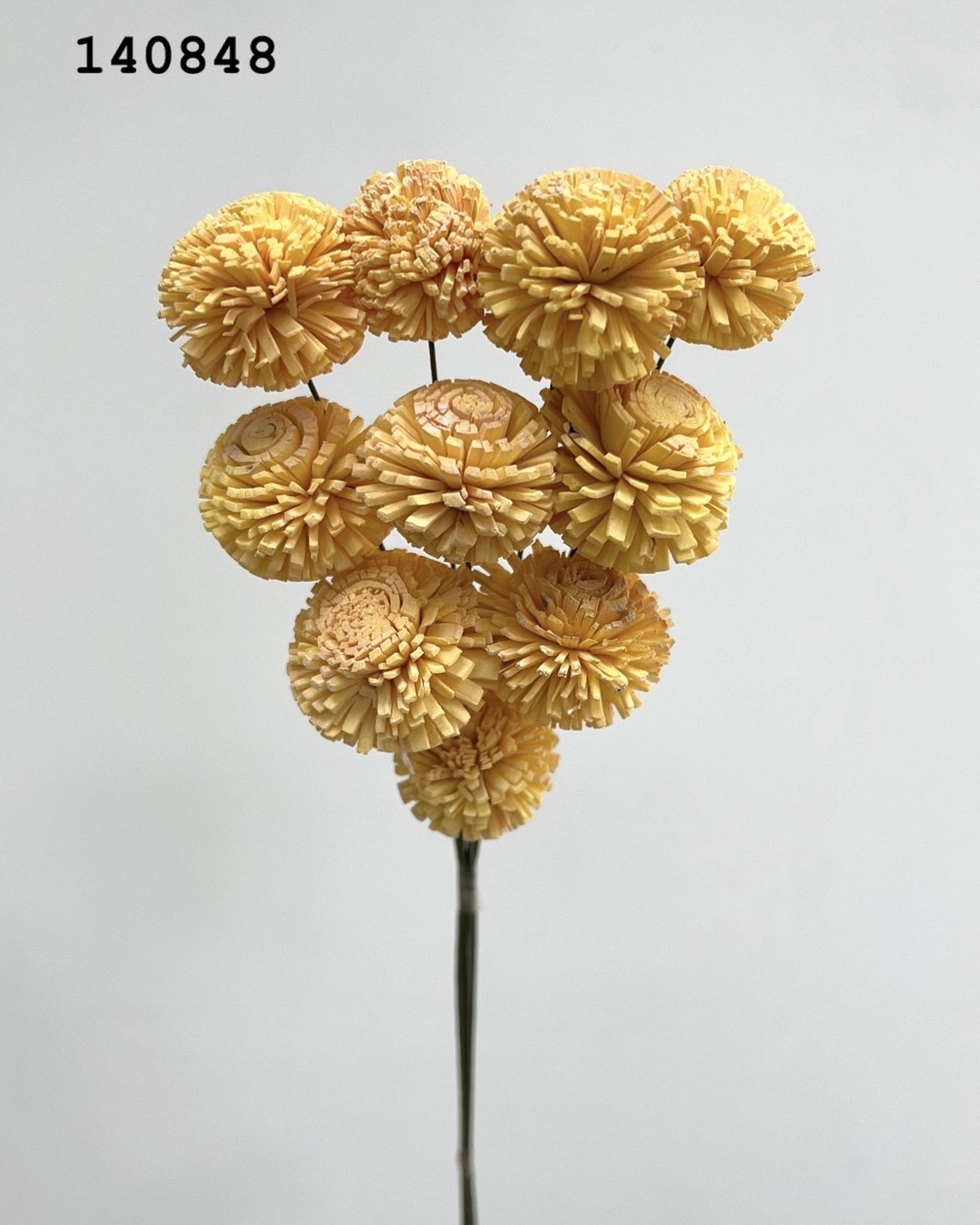 印度乒乓菊(3cm) -140848