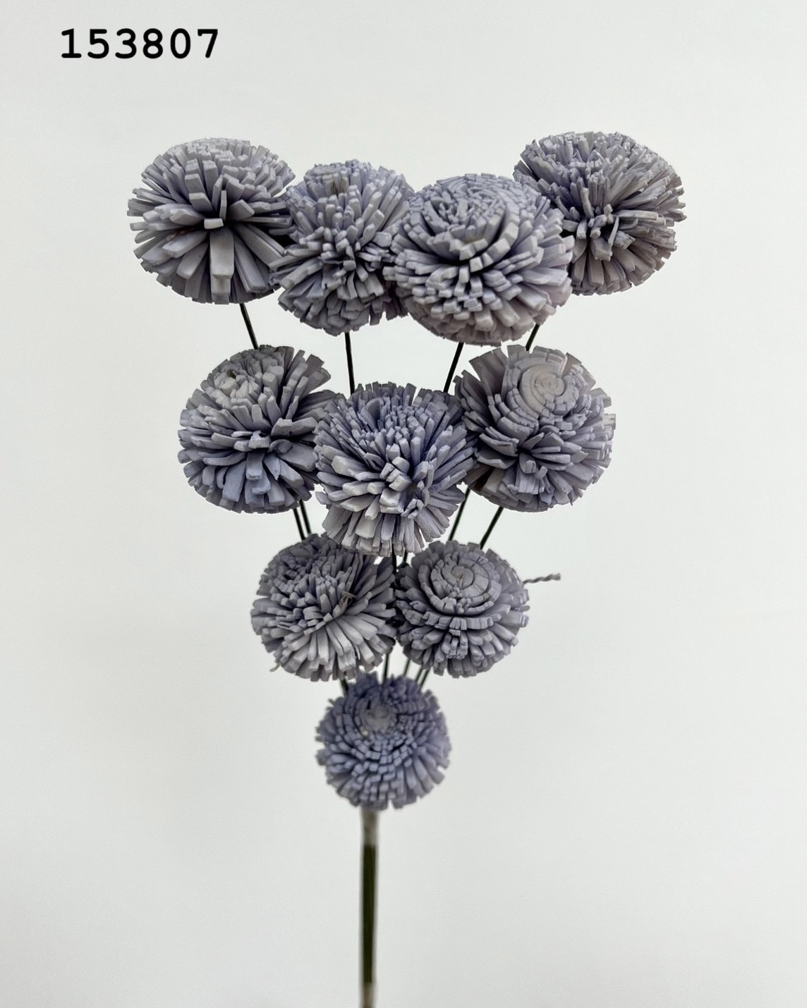 印度乒乓菊(3cm) -153807