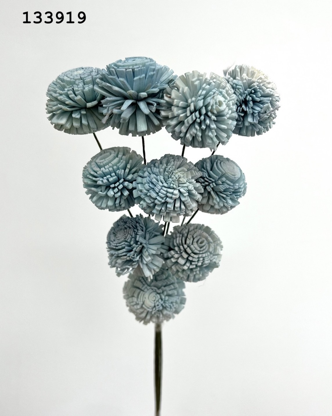 印度乒乓菊(3cm) -133919