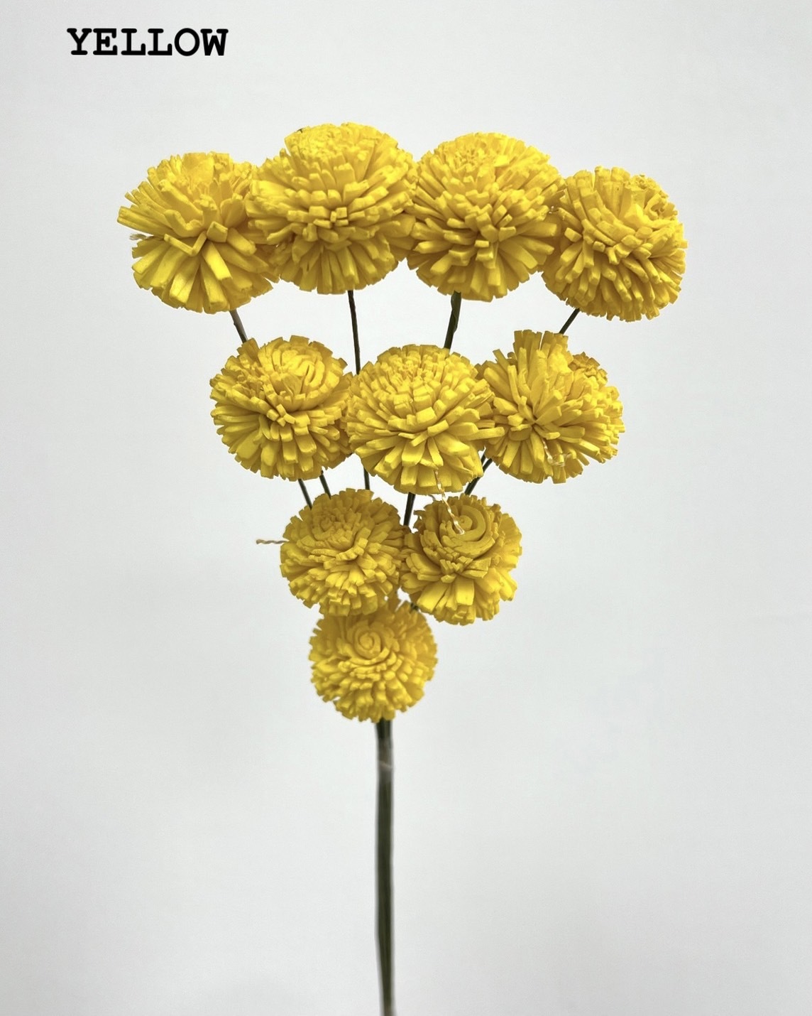 印度乒乓菊(3cm) -YELLOW