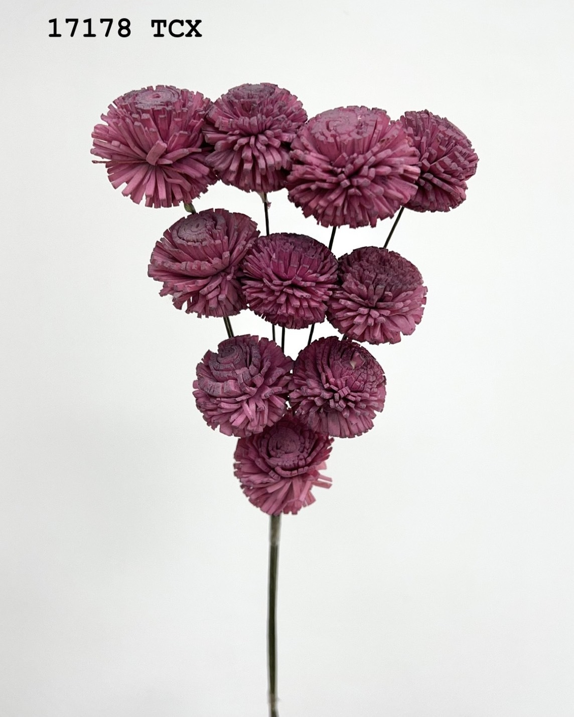 印度乒乓菊(3cm) -171718