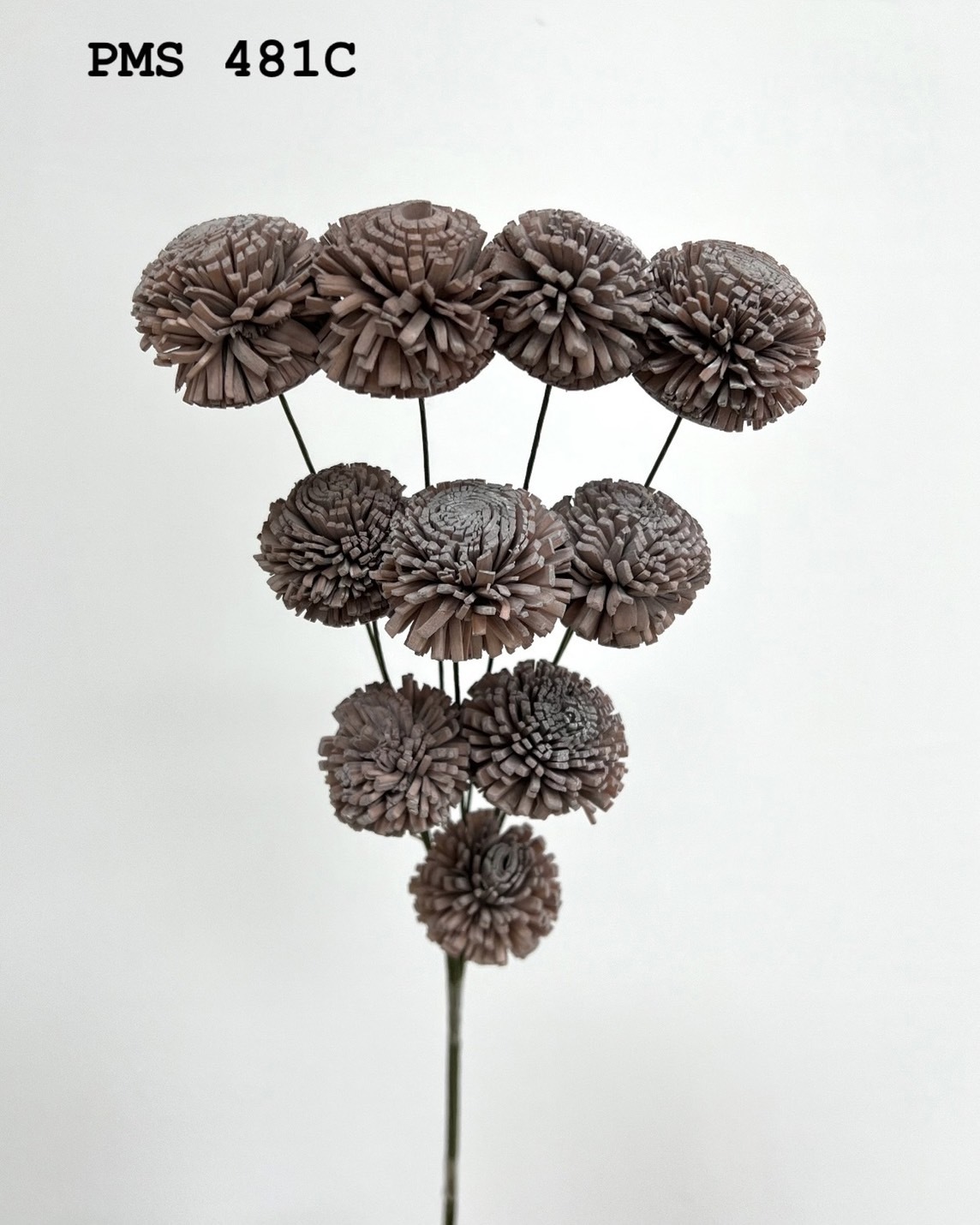 印度乒乓菊(3cm) -PMS481C