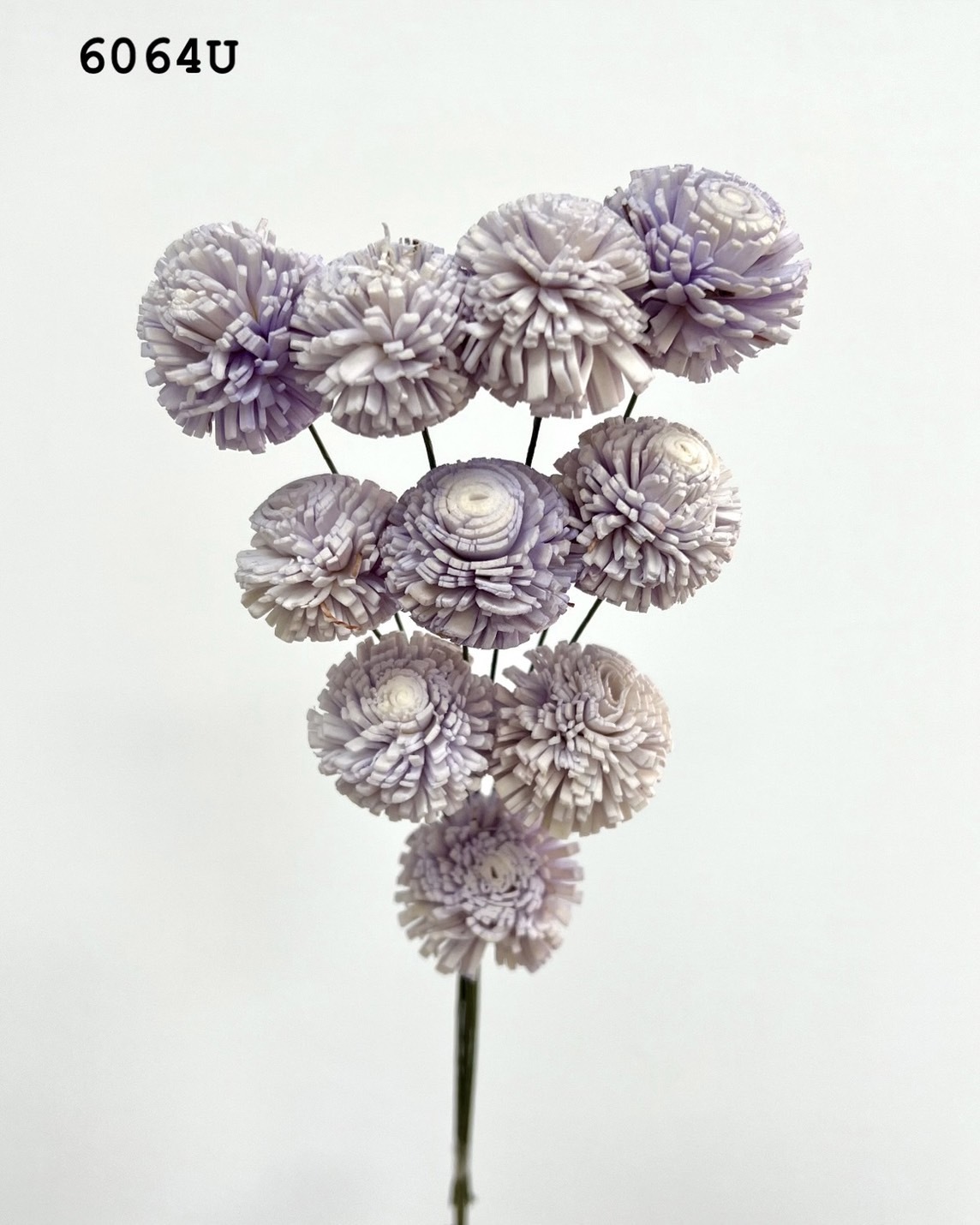 印度乒乓菊(3cm) -6064U