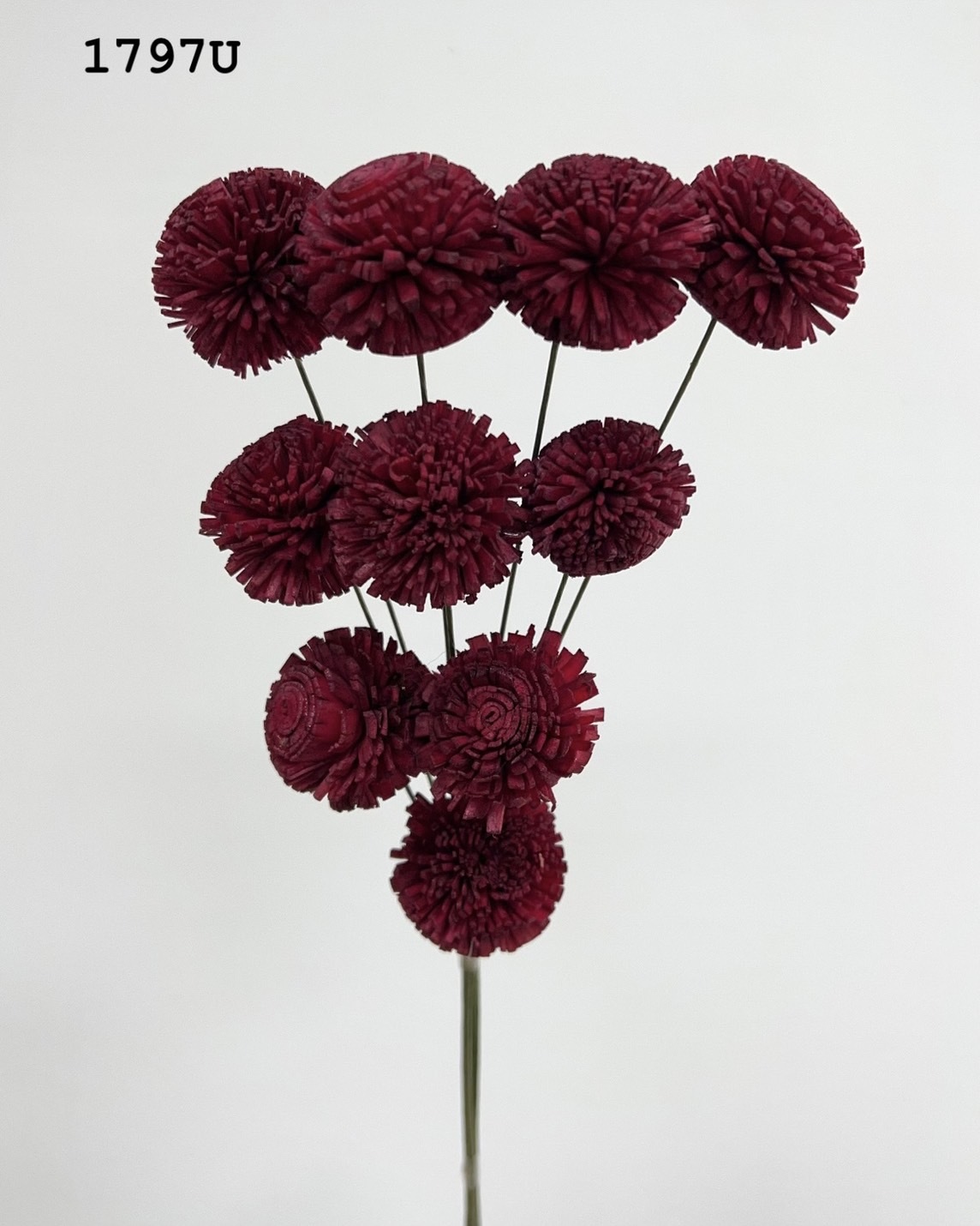 印度乒乓菊(3cm) -1797U