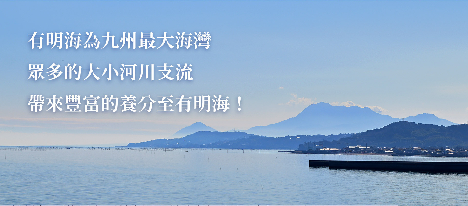 有明海為九州最大海灣,眾多的大小河川支流帶來豐富的養分至有明海,加上有明海的漲退潮差可高達6公尺,漲潮時,吸收淡水和海水交錯帶來的營養;退潮則能行光合作用,帶著獨特香氣與入口即化的口感。