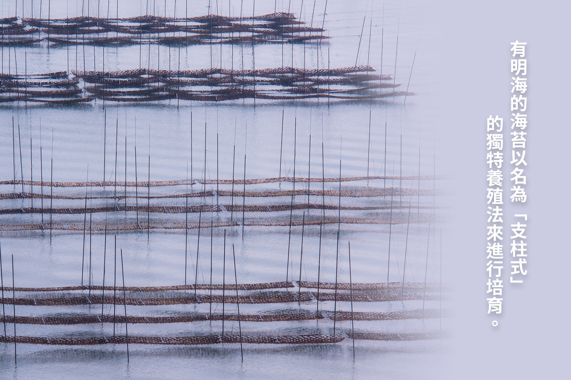 選擇面有明海的手鎌產海苔。有明海的海苔優勢在於擁有世上少見的最大6公尺潮差,以名為「支柱式」的獨特養殖法來進行培育。